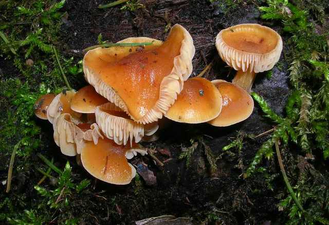 2005 :  Un anno di funghi